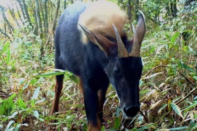 2024新奥门四不像,科学解说指法律_XKP50.664零售版