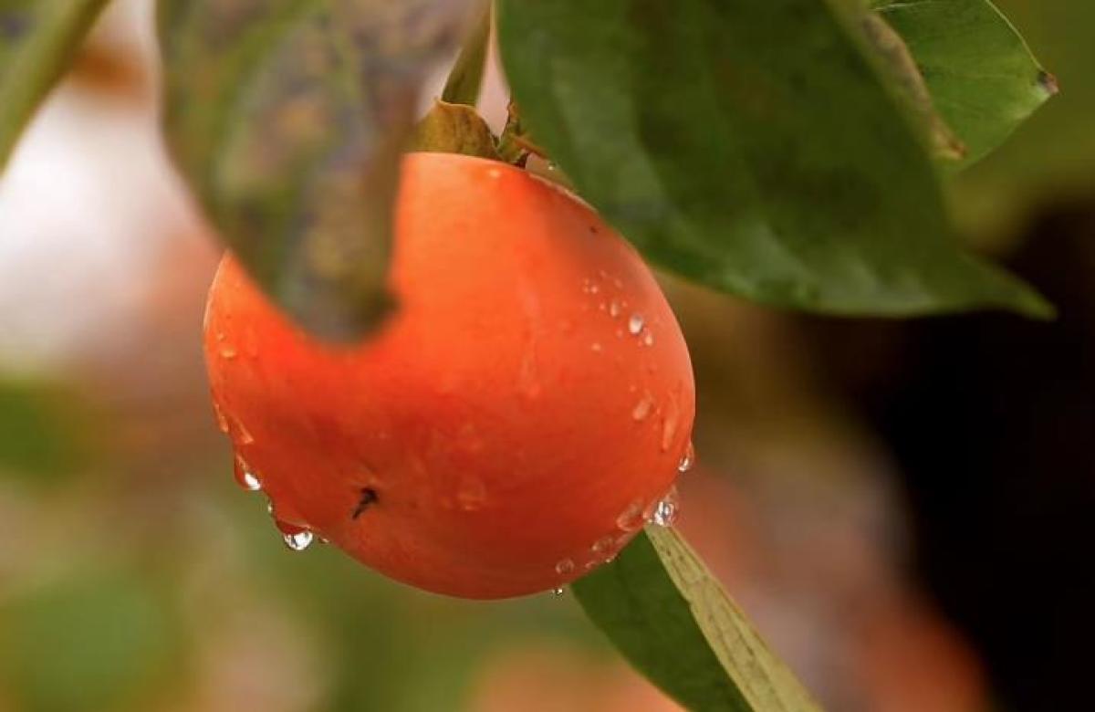 果子妹妹最新照片及拍摄指南分享