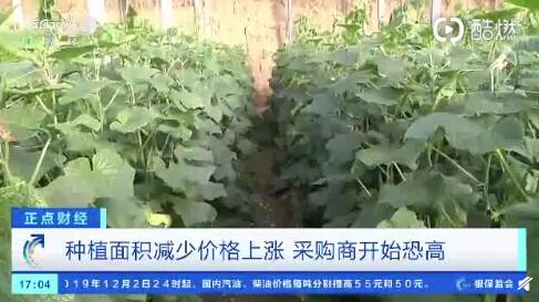 聊城黄瓜最新行情，一根黄瓜如何助力自信与成就之路