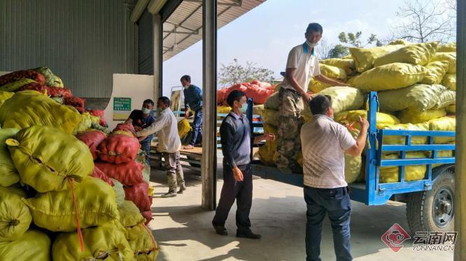 盈江土豆行情动态，种植希望，收获自信与成就