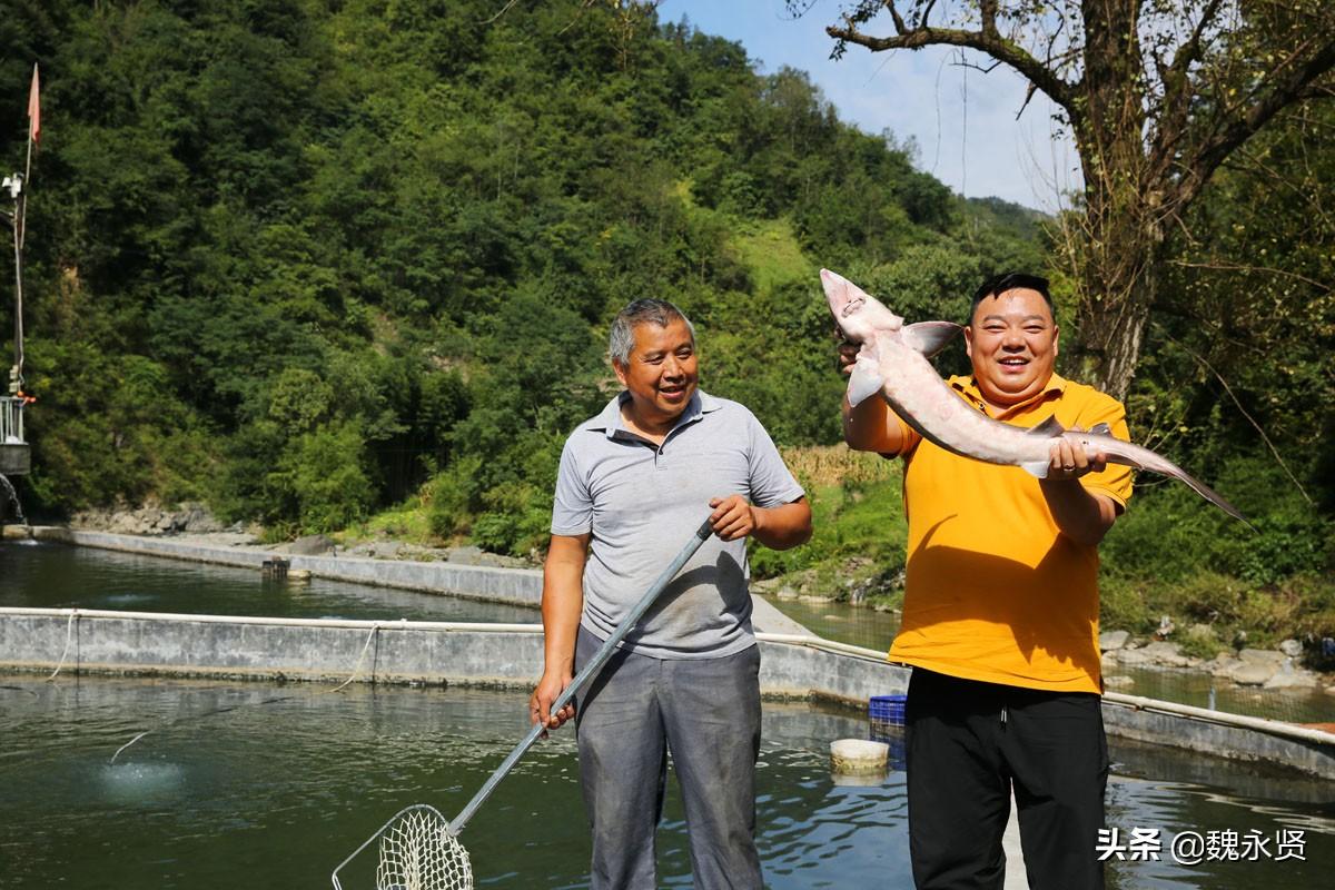 最新流水养殖技术步骤指南与操作详解