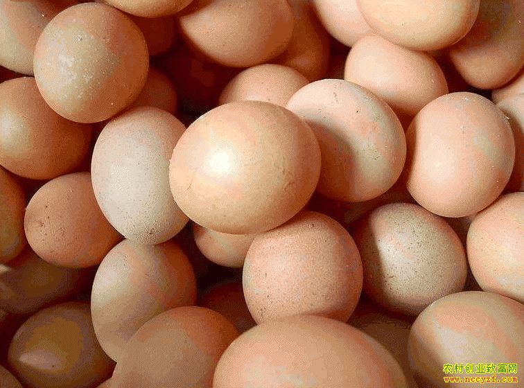 肇东鸡蛋价格最新动态,跟随自然脚步,重拾内心宁静与平和的探索之旅