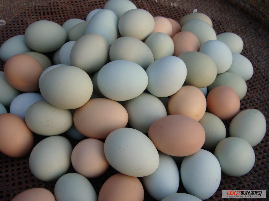 肇东鸡蛋价格最新动态,跟随自然脚步,重拾内心宁静与平和的探索之旅