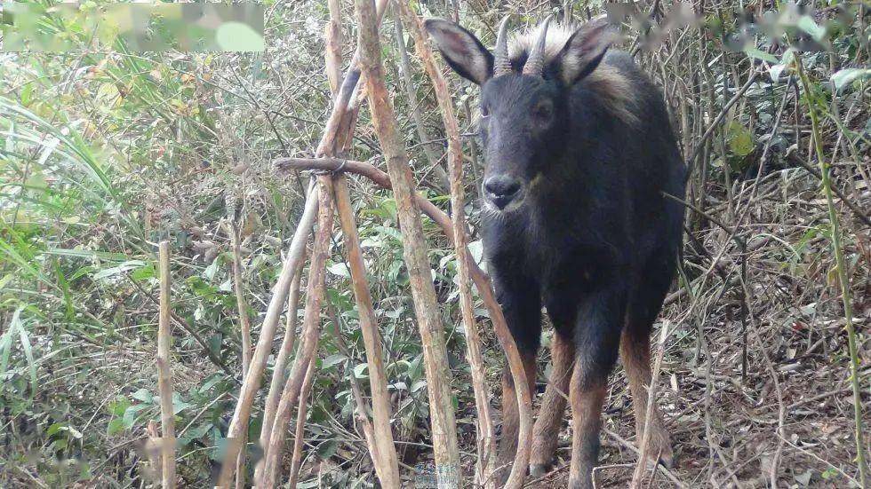 944cc资料免费大全四不像,專家解析意見_KUU23.556精选版