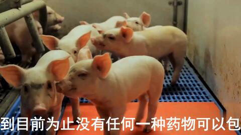 最新母猪保健方案揭秘，提升母猪健康与生产效率的秘诀