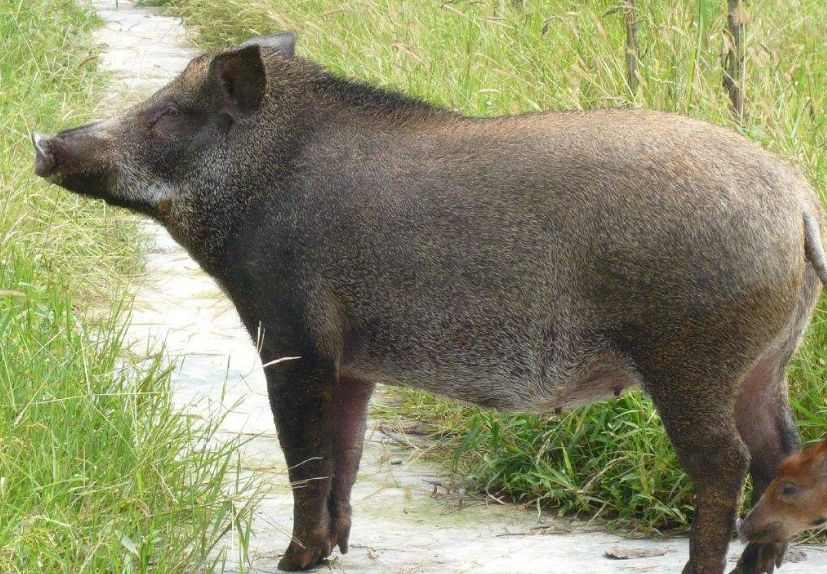 四不像特马图今晚必出,稳固计划实施_BUH23.839家庭版