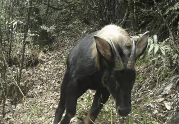 四不像特马图今晚必出,稳固计划实施_BUH23.839家庭版