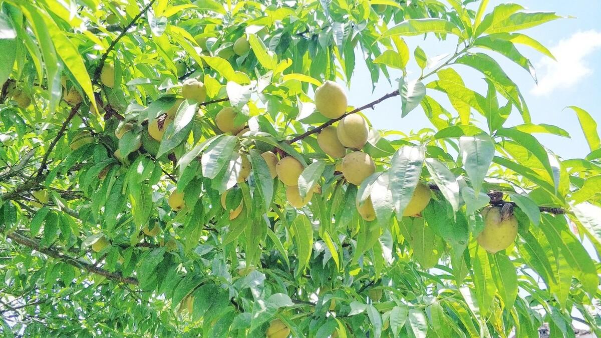 简暗最新小说揭秘科技新品，智能生活体验新纪元