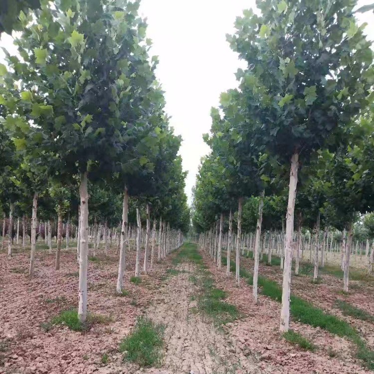 济宁法桐最新报价及指南