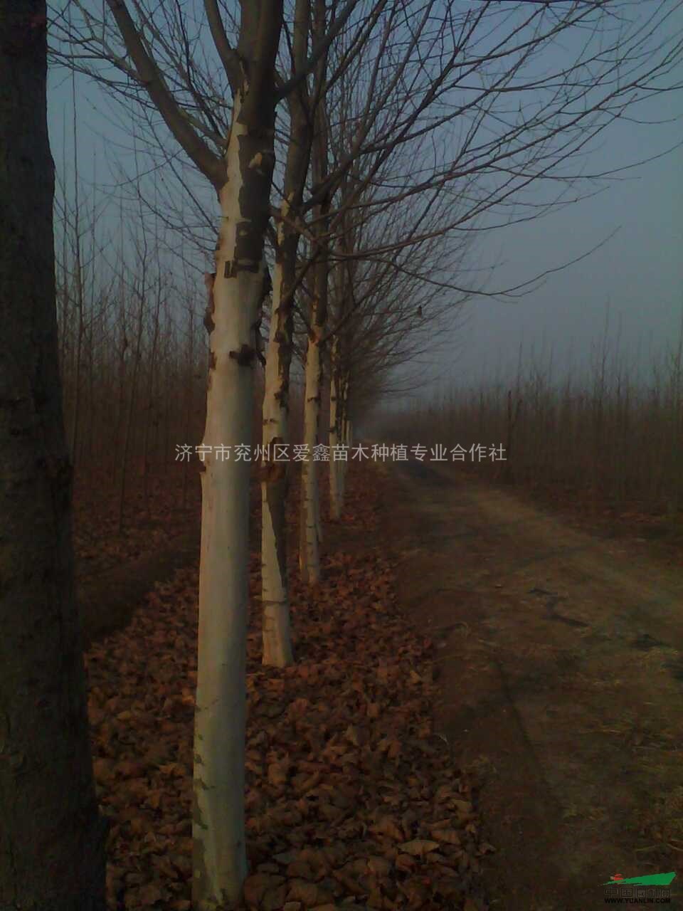 济宁法桐最新报价及指南