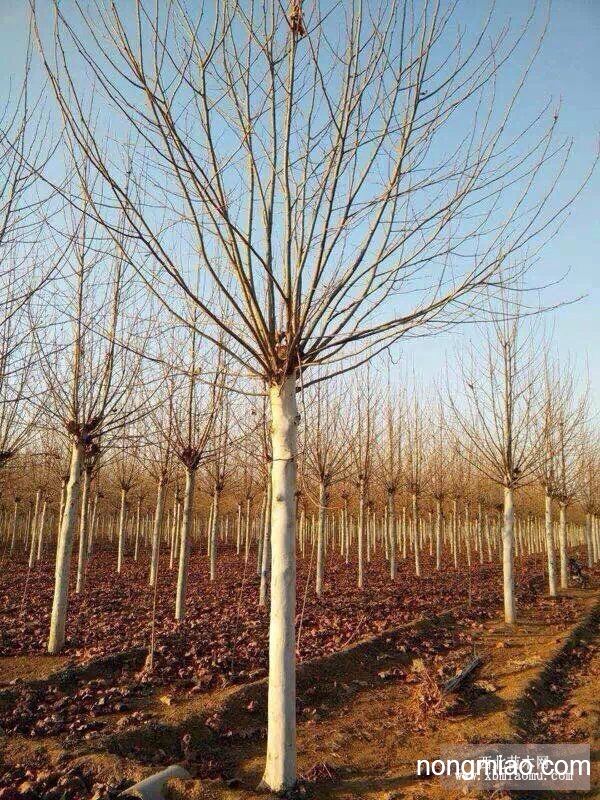 济宁法桐最新报价及指南