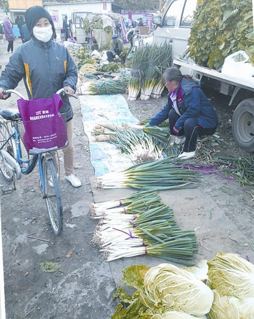 安丘白菜最新价格与温情故事揭秘