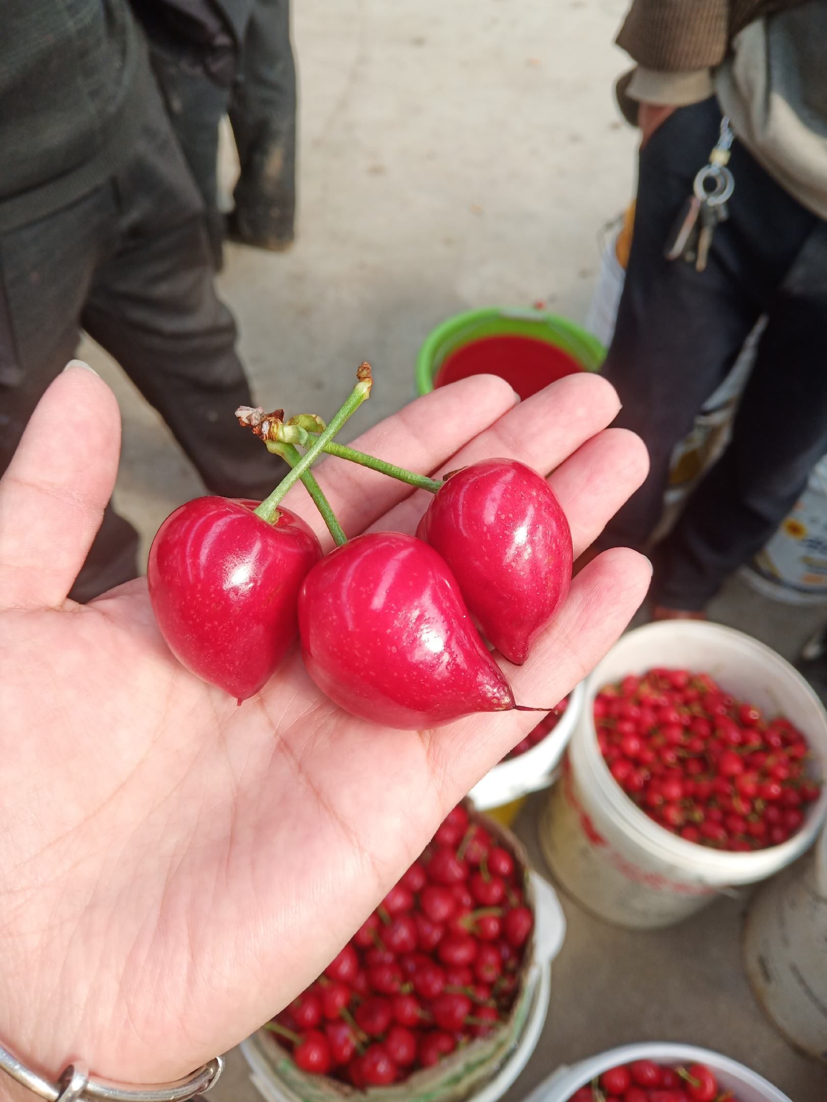 临朐最新樱桃品种,科普、赏析与探索