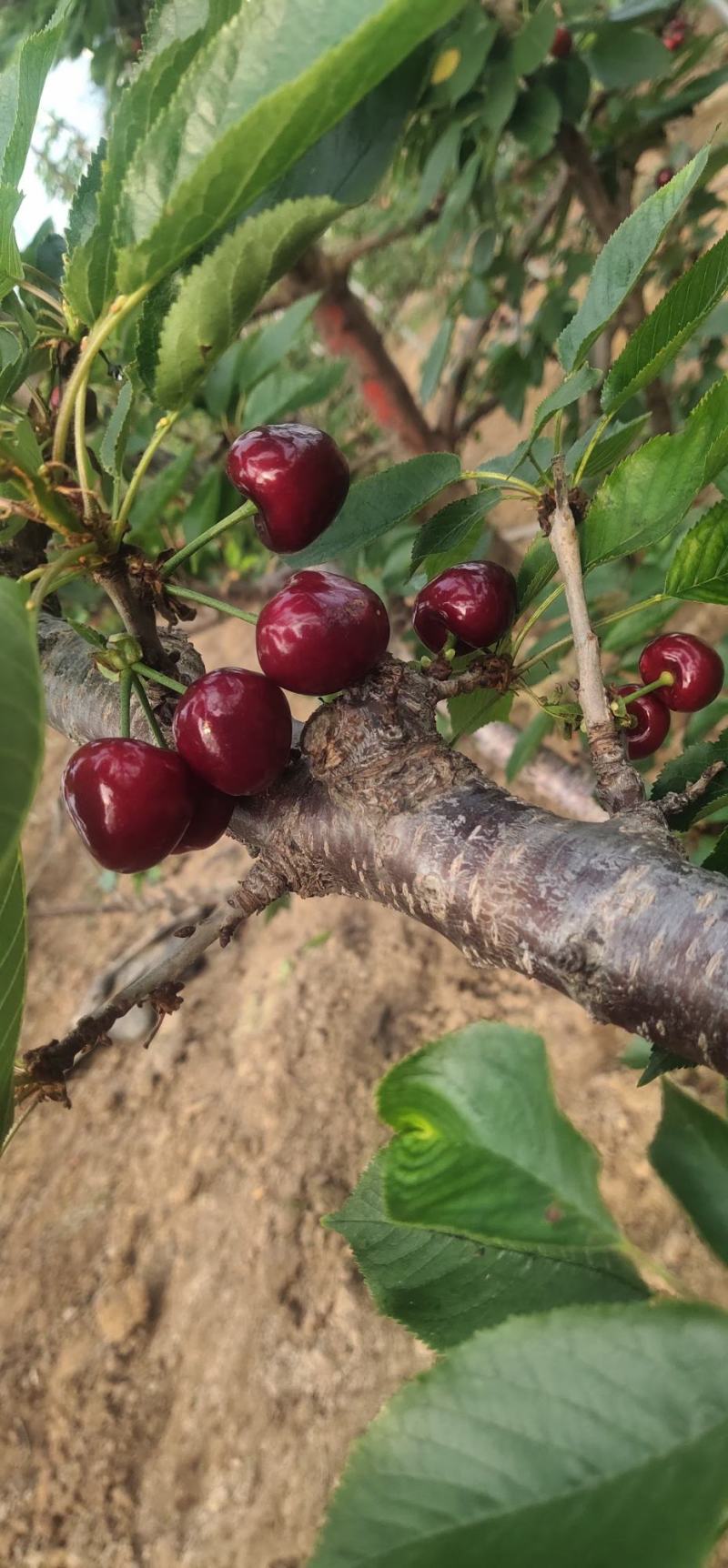 临朐最新樱桃品种,科普、赏析与探索