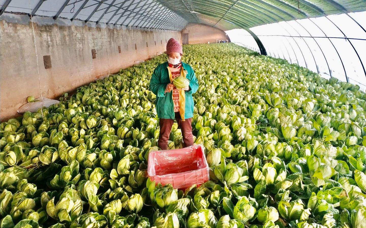 最新特菜品种，家的温馨故事探索与发现