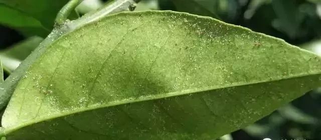 最新螨类农药,农业摆脱螨虫侵害的新利器🌱