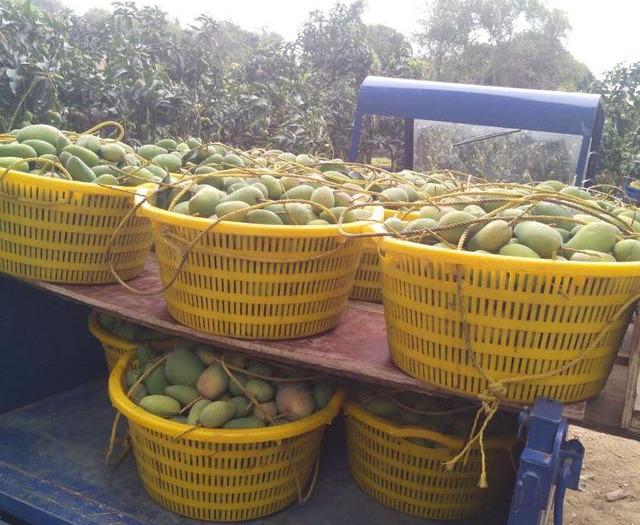 最新芒果品种揭秘,热带风味的独特魅力探索