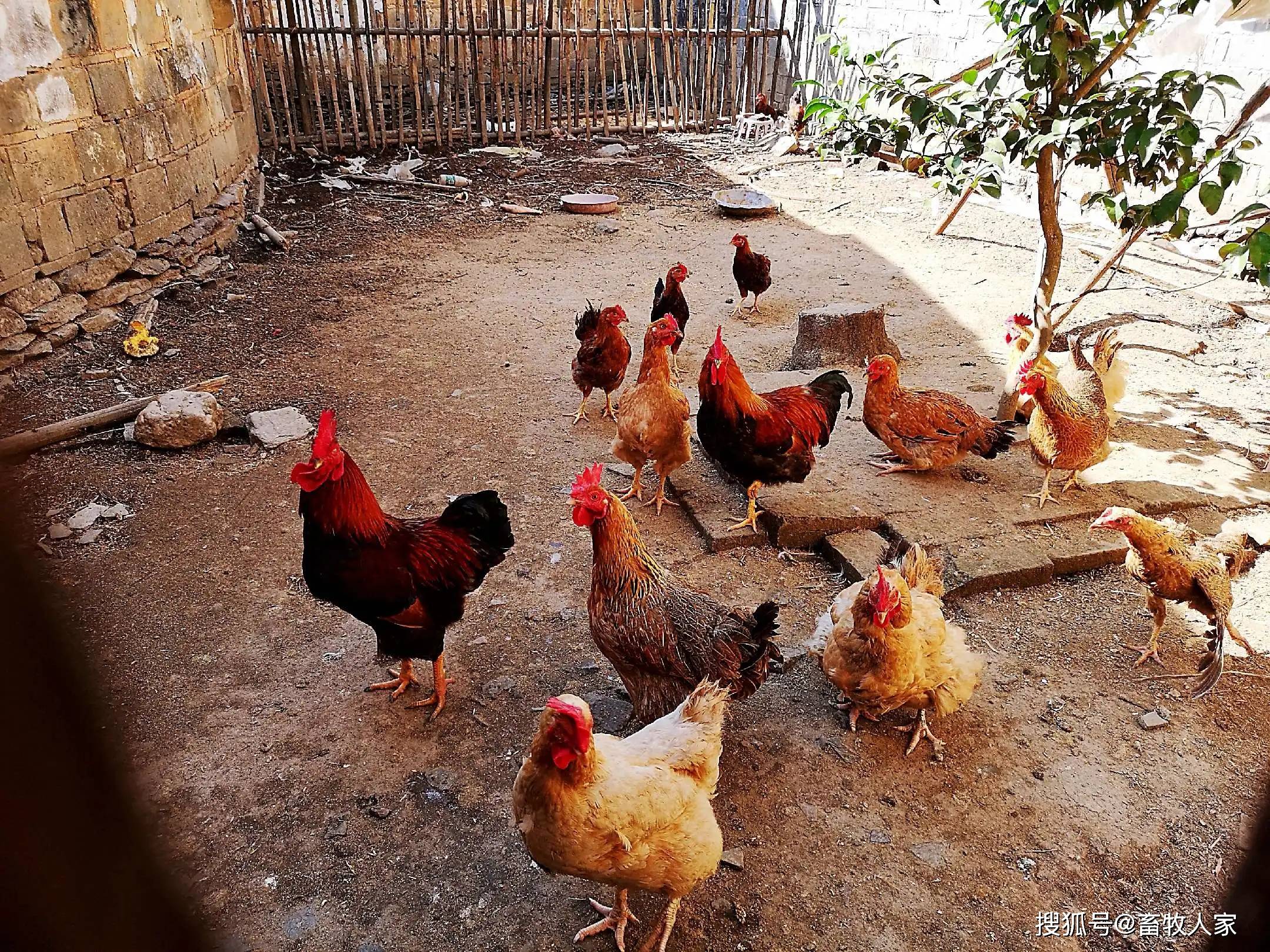 澳门彩家禽,安全保障措施_ZKL27.964炼髓境