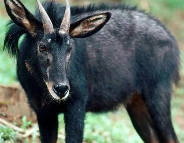 四不像正版资料内部,深度研究解析_BGX27.305多媒体版