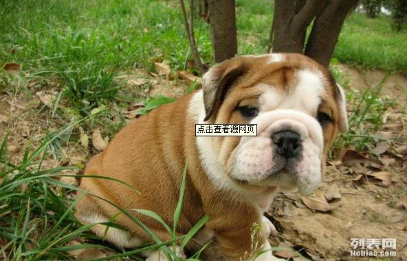 澳门六狗肖,担保计划执行法策略_XMM27.385精致生活版