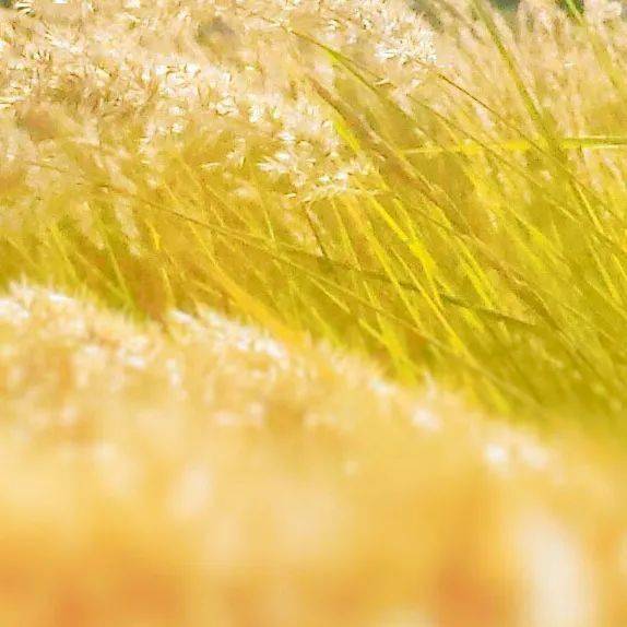 7777788888新澳门正版,实践调查说明_OTD27.575语音版