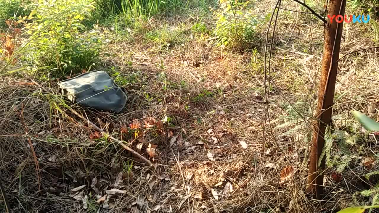 鹧鸪中套最新视频，领略传统艺术魅力的震撼登场！