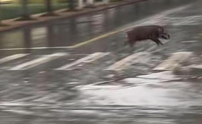 池州一高校内惊现狂奔野猪,效率评估方案_IGA10.666流线型版