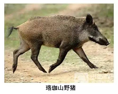 池州一高校内惊现狂奔野猪,效率评估方案_IGA10.666流线型版