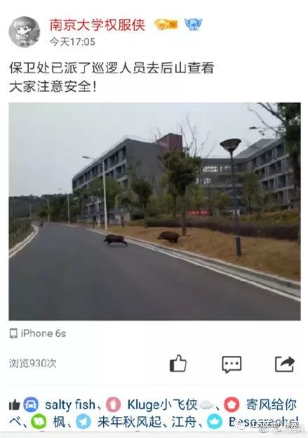 池州一高校内惊现狂奔野猪,效率评估方案_IGA10.666流线型版