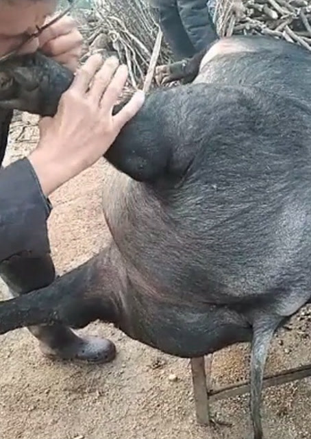 猪圈中的欢乐时刻,最新吹猪视频集锦