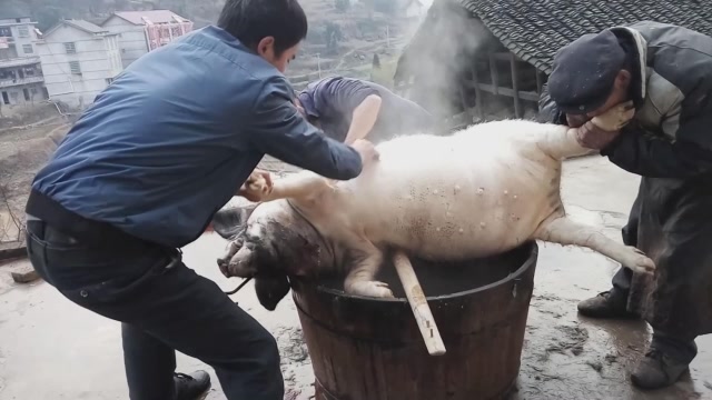 猪圈中的欢乐时刻,最新吹猪视频集锦