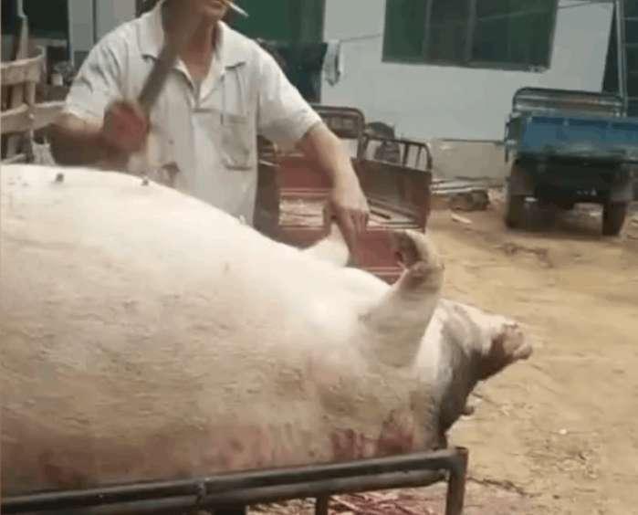 猪圈中的欢乐时刻,最新吹猪视频集锦