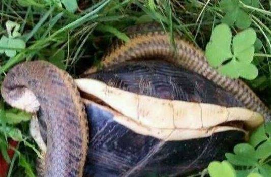 澳门天天彩免费资料大全免费查询狼披羊皮,蛇藏龟壳,全面信息解释定义_MDI10.867数线程版