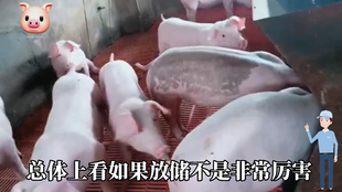 最新阉猪技巧步骤指南，专业方法与实用操作指南