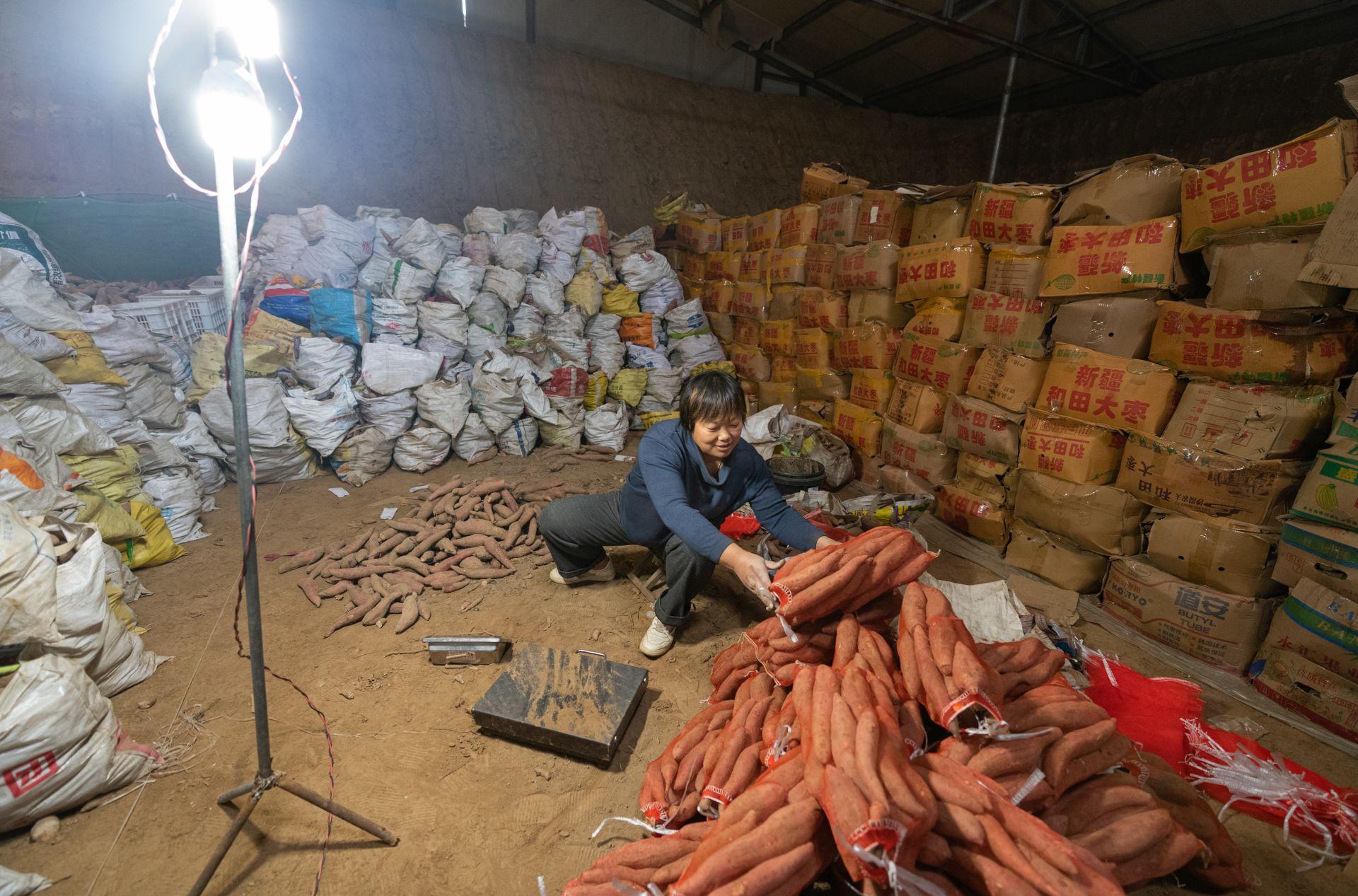 时代背景下的夏津地瓜最新市场价格观察