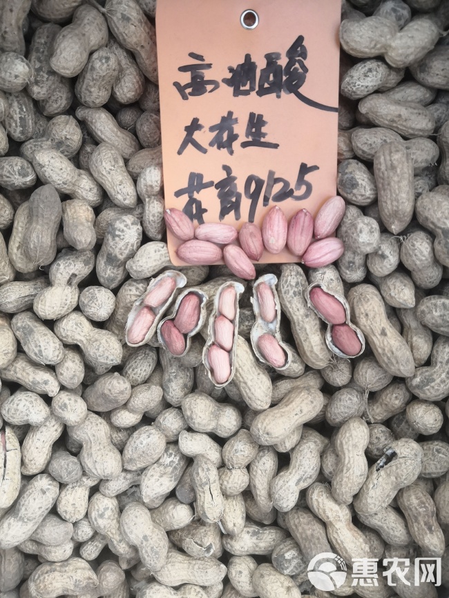 最新花生品种，小巷中的隐秘宝藏发现
