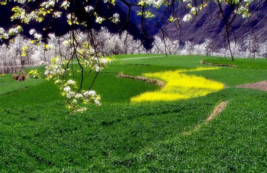 邓州金川美景春天的最新论述与赏析