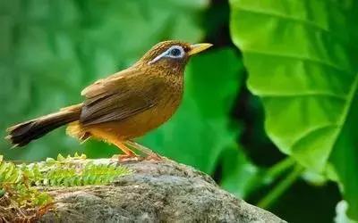 镇雄房屋最新出售信息，家园变迁与自我成长的自信成就