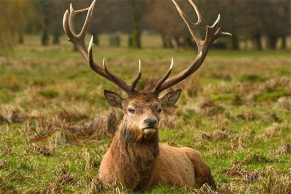 澳门四不像精准一肖一码,机制评估方案_WJF85.745用心版