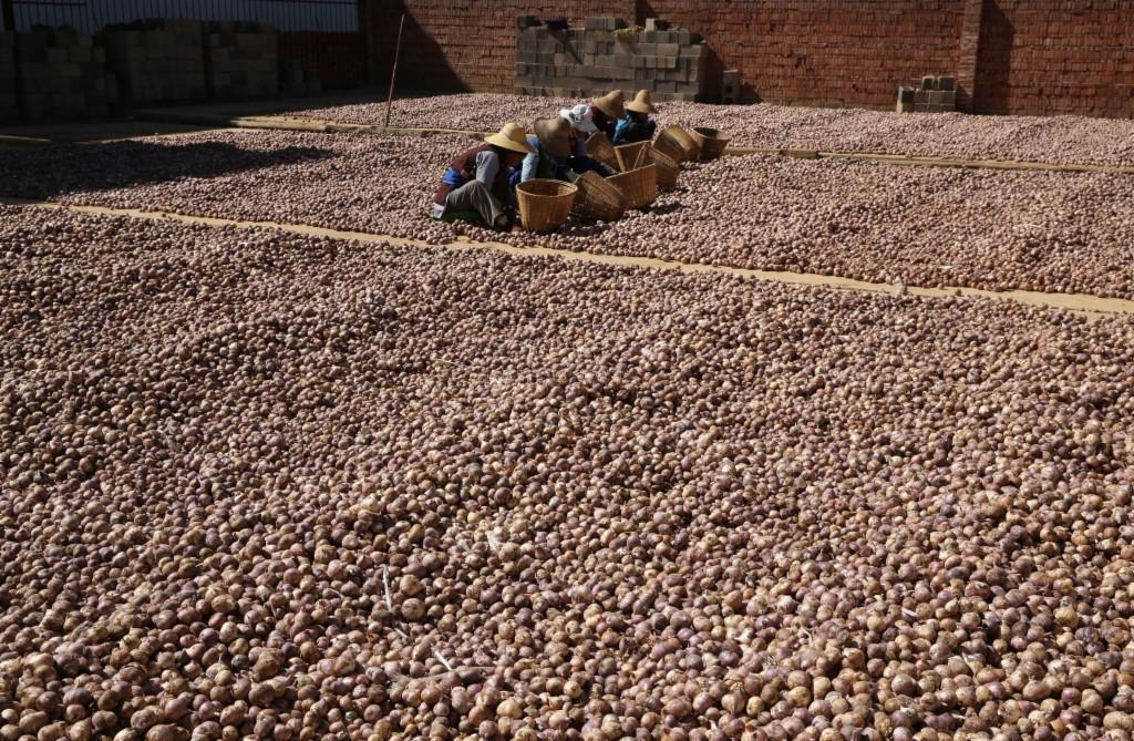 云南大理大蒜最新价格指南