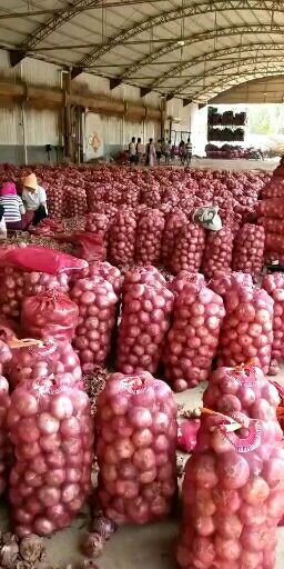邯郸洋葱价格最新动态及行情报告🌱🧄