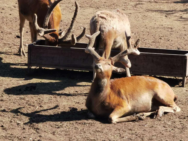 四不像特马图今晚必出,数据获取方案_LHQ94.128天然版