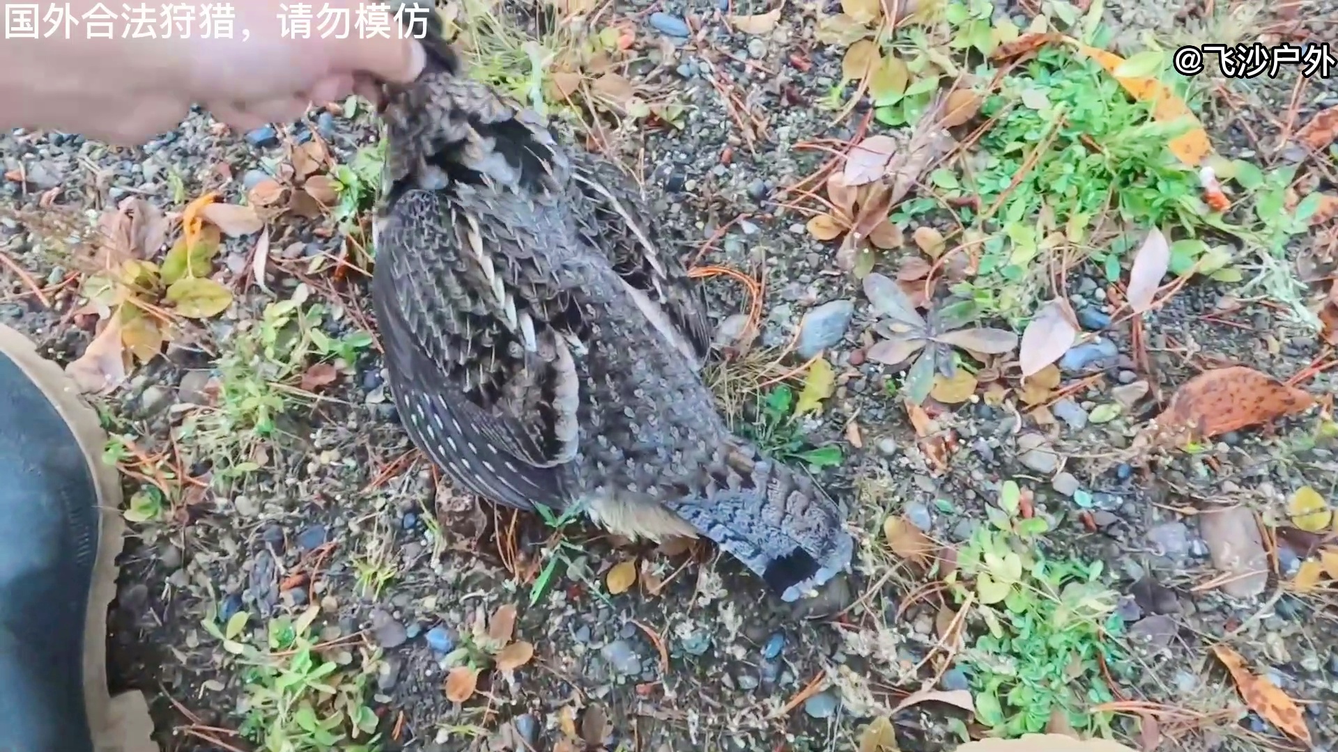 最新国外弹弓图片集锦，自然美景的探索之旅