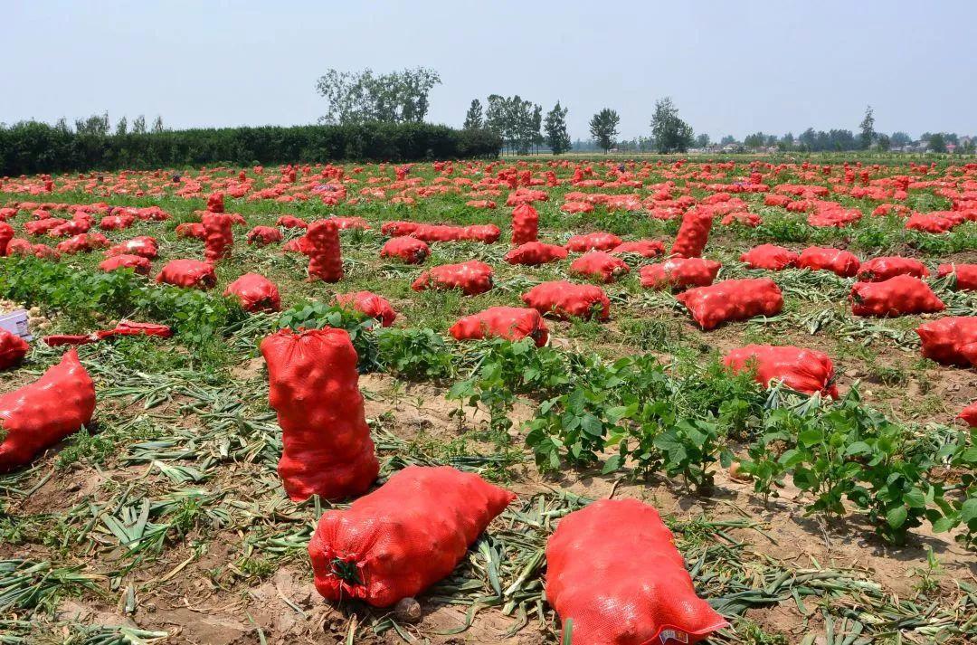 金乡洋葱出库最新价格，获取与了解的步骤指南