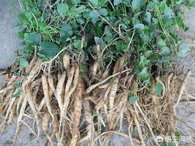 甘肃党参最新价格动态，市场走势与影响因素分析