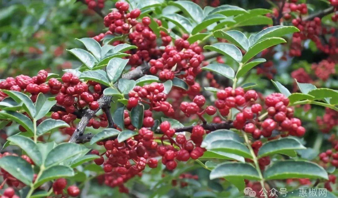 花椒价格最新行情2024，科技引领，椒香走向未来