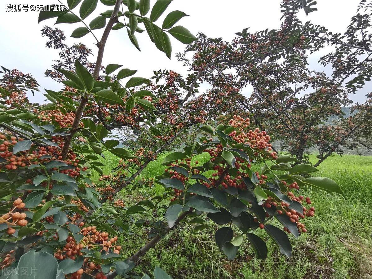 花椒价格最新行情2024,科技引领,椒香走向未来