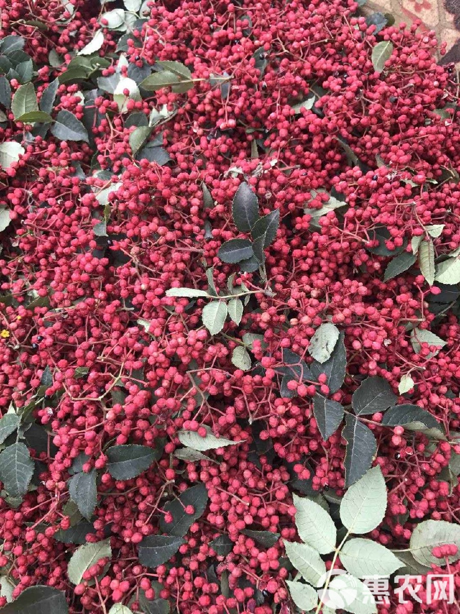 花椒价格最新行情2024,科技引领,椒香走向未来