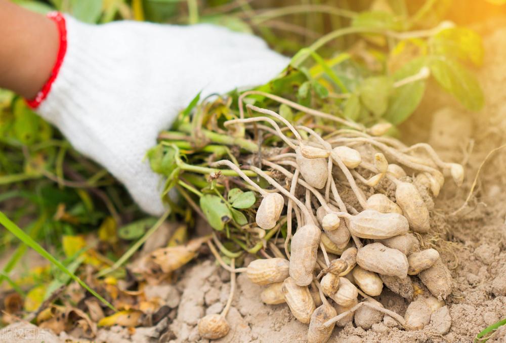 辽宁玉米最新价格动态，变化中的机遇，学习成就自信与收获