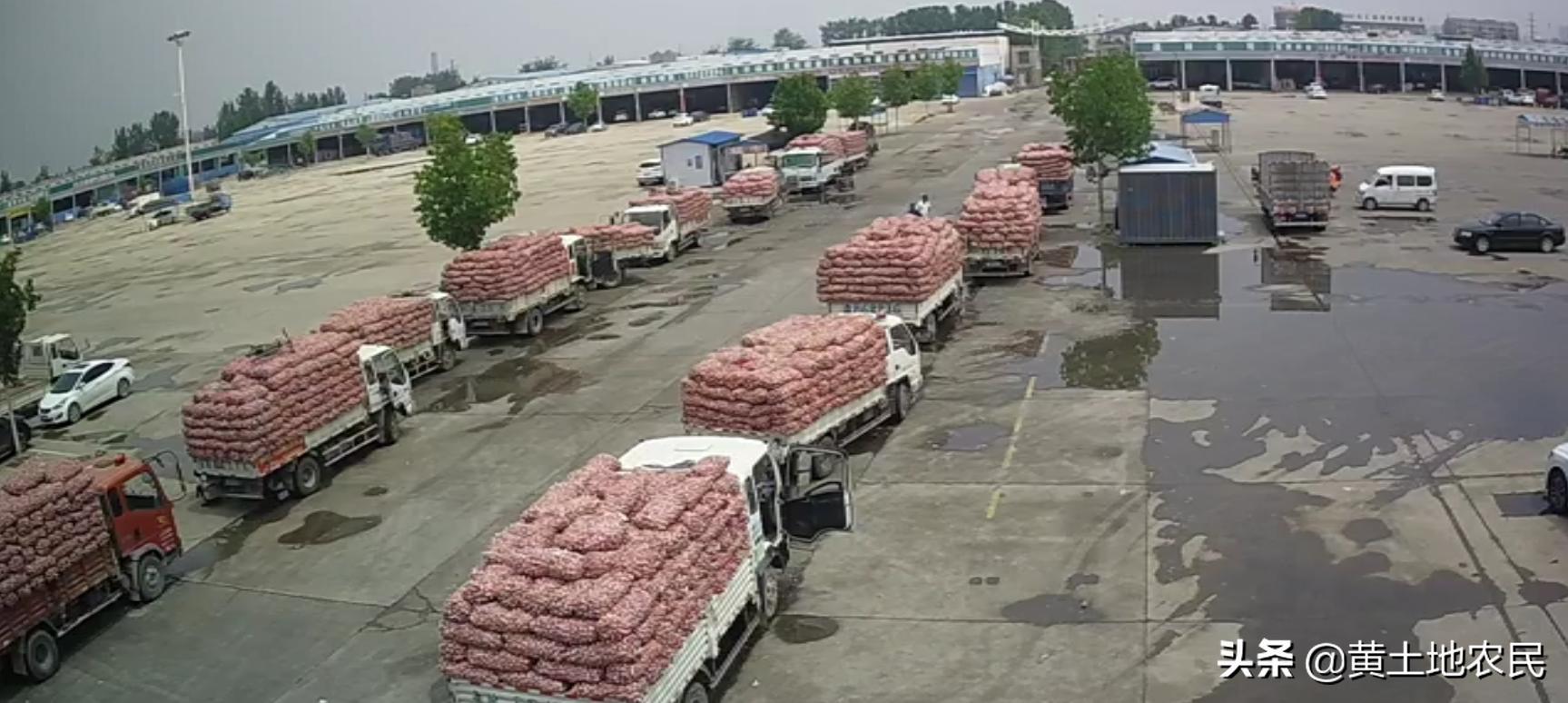 国际大蒜价格实时更新，最新行情概览